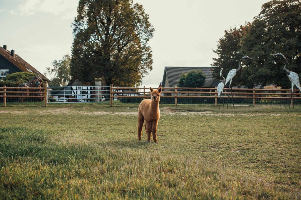 Bella Cocolina "Coco" –
